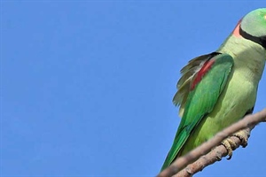 Parrot Profiles