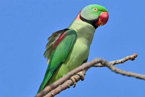 Parrot Profiles