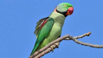 Parrot Profiles