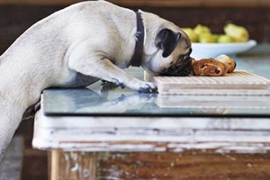 10 Foods Your Pet Shouldn't Eat