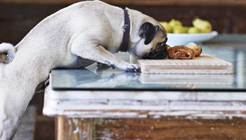 10 Foods Your Pet Shouldn't Eat