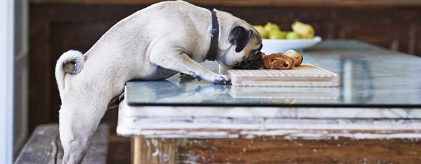 10 Foods Your Pet Shouldn't Eat