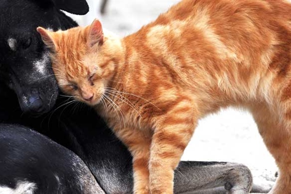 Cats Meeting Dogs