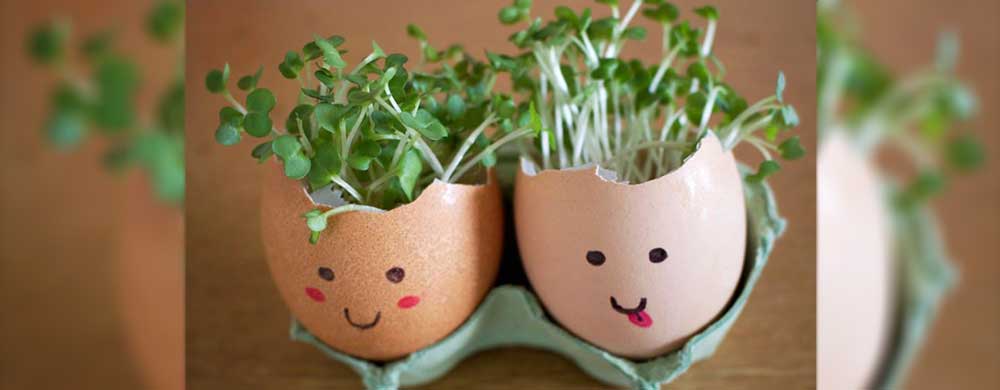 Microgreen Egg Heads