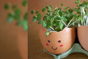 Microgreen Egg Heads