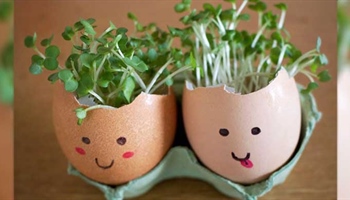 Microgreen Egg Heads