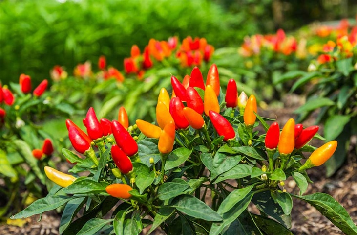 Growing Peppers & Chillis