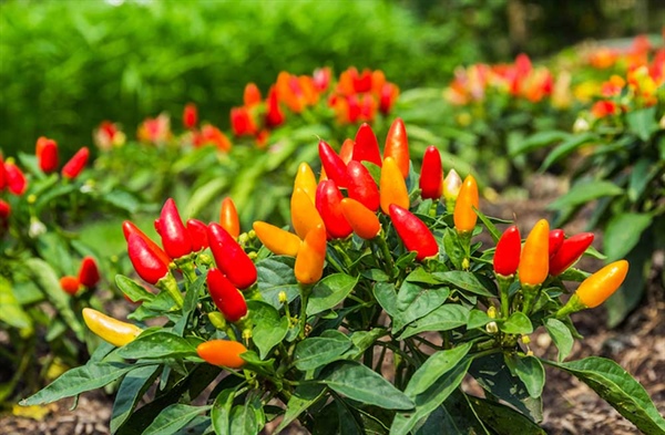 Growing Peppers & Chillis