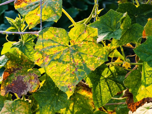 Vegetables: Pest & Disease Control