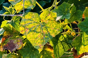 Vegetables: Pest & Disease Control