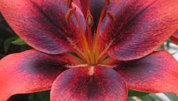 Lillies