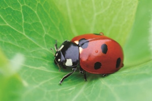 Bring Ladybugs to your Garden