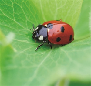 Bring Ladybugs to your Garden