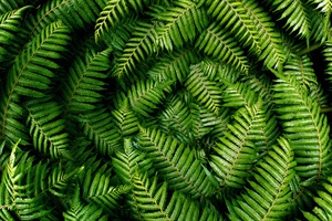 Ferns