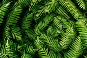 Ferns