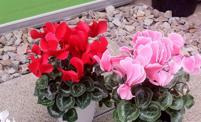 Cyclamen