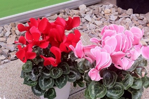 Cyclamen