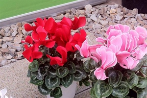 Cyclamen