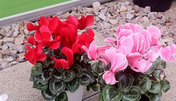 Cyclamen