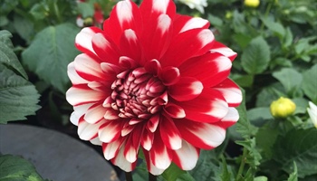 Dahlias