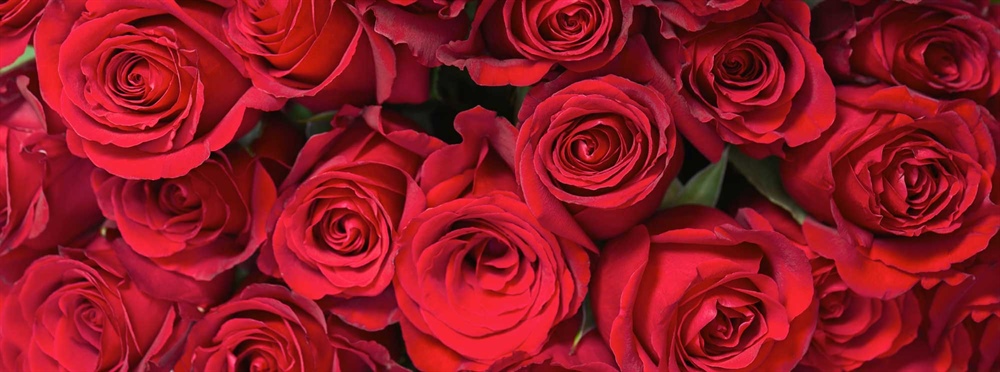 2025 Rose Catalogue
