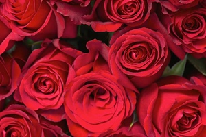 2025 Rose Catalogue