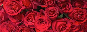2025 Rose Catalogue