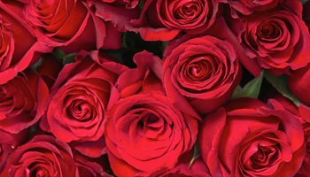 2025 Rose Catalogue
