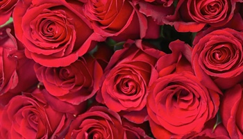 2025 Rose Catalogue