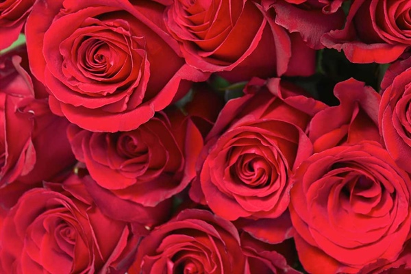 2025 Rose Catalogue