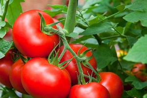 Tomato Trouble Shooting