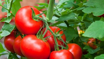 Tomato Trouble Shooting