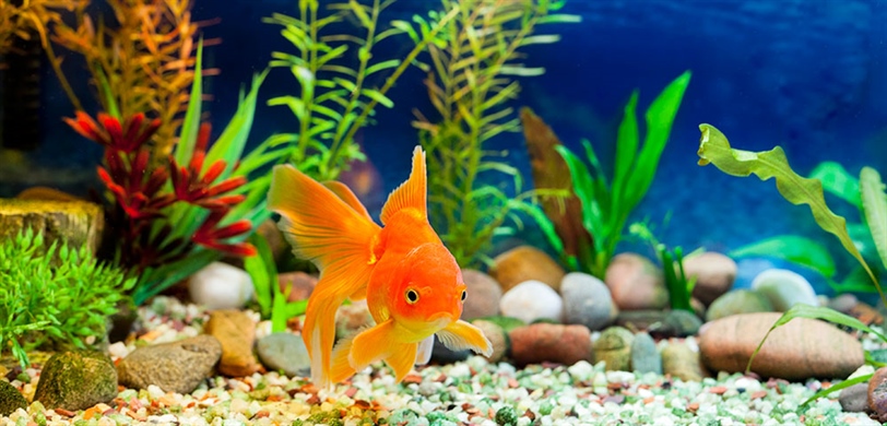 Best decorations for goldfish tank clearance