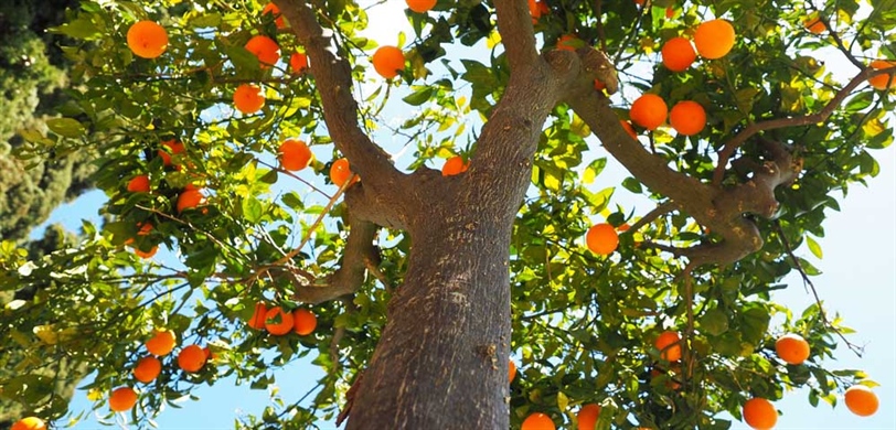 Citrus Fruit