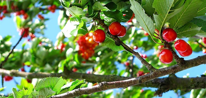 Fruit Trees