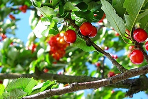 Fruit Trees