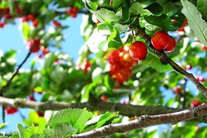 Fruit Trees