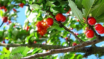 Fruit Trees