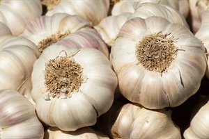 Garlic