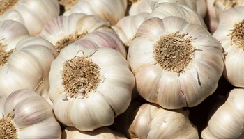 Garlic