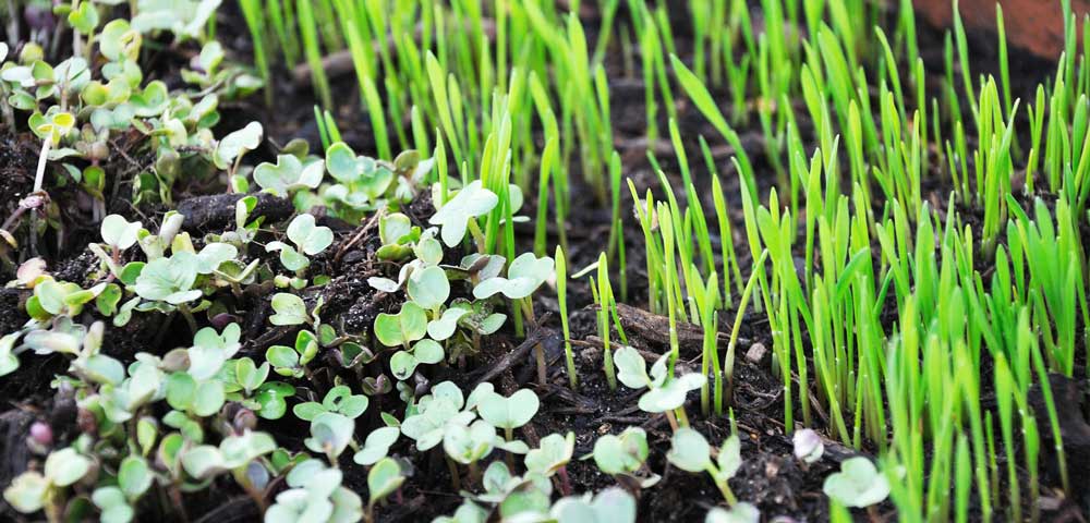 Microgreens