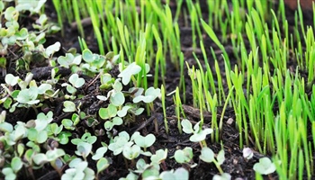 Microgreens