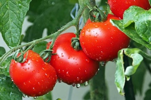 Tomatoes