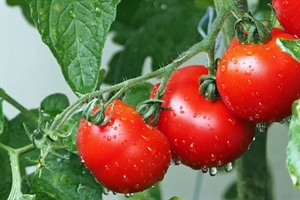 Tomatoes