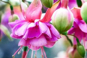 Fuchsias