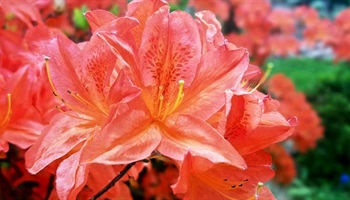 Azaleas & Rhododendrons