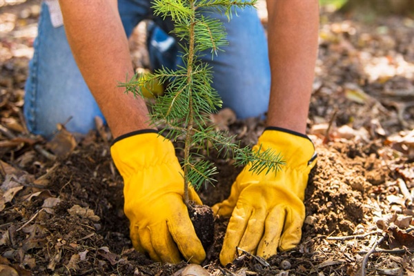 Trees, Shrubs & Roses