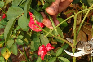 How to Prune Roses