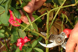 How to Prune Roses