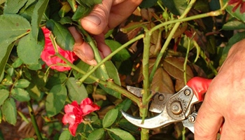 How to Prune Roses